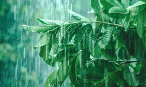 Meteorología pronostica que las lluvias continuarán este viernes en gran parte del país.